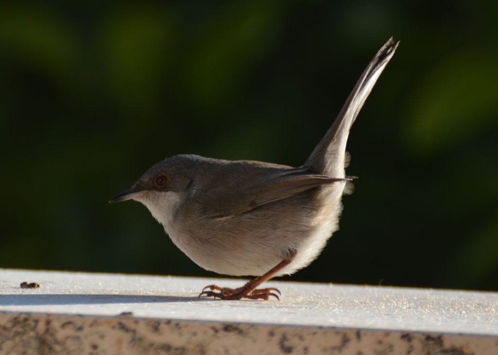 Codirosso e Occhicotto